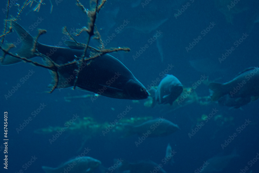 Naklejka premium Group of fish swimming underwater