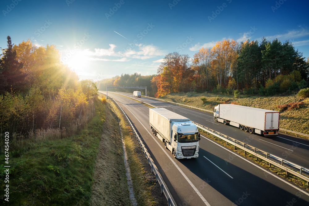 Three white trucks driving on the asphalt highway in autumn forested landscape at sunset - obrazy, fototapety, plakaty 