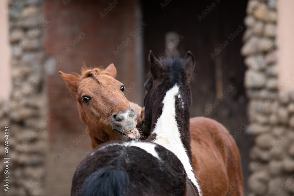 Fototapeta premium horse in a field