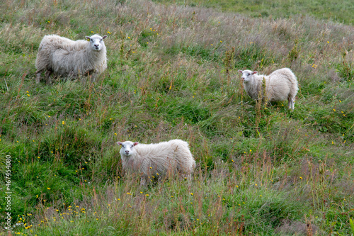 Grassy landscape icelandic sheep grazing near the Black Sand Beach Vik South Iceland