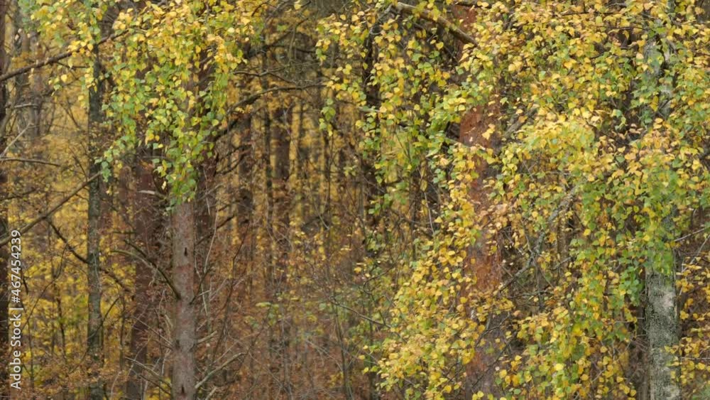 yellow autumn leaves falling from birch trees yellow autumn leaves falling from birch trees