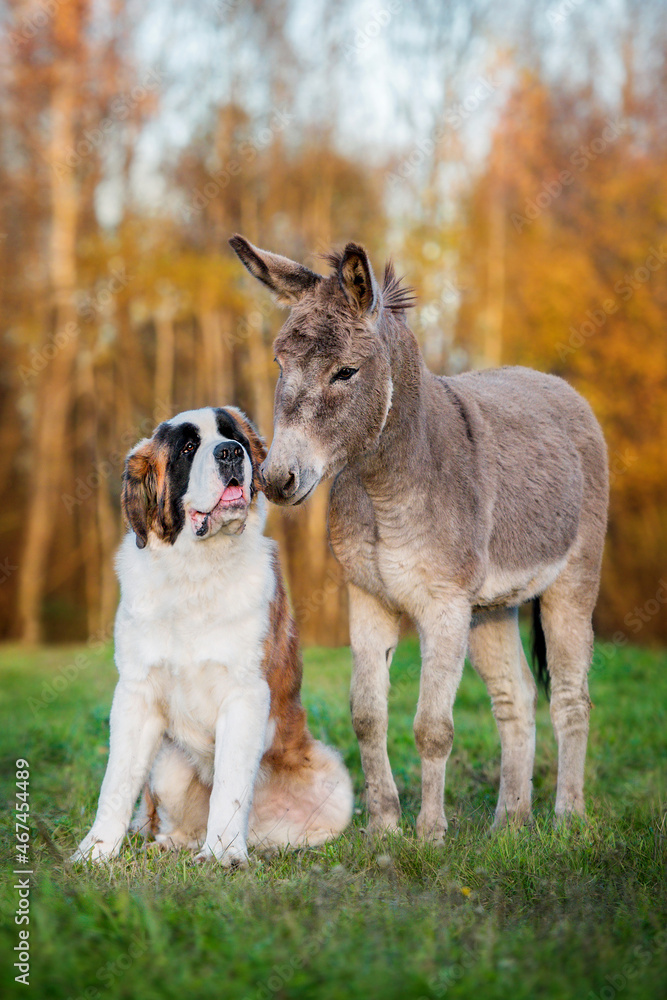 Saint bernard dog together with a donkey in autumn Saint bernard dog together with a donkey in autumn