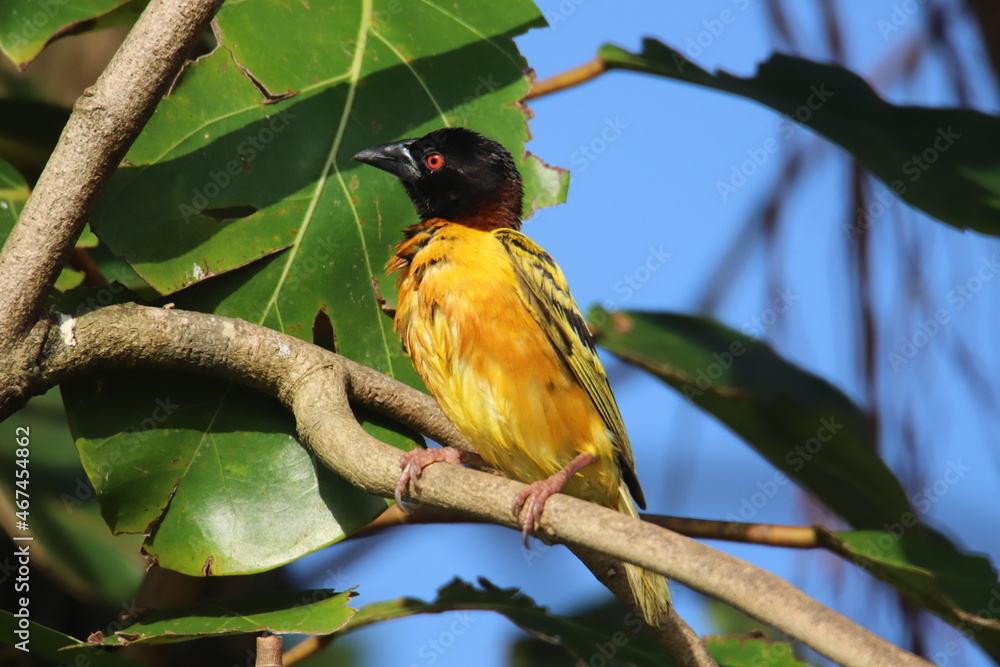 Fototapeta premium ploceus cucullatus on branch