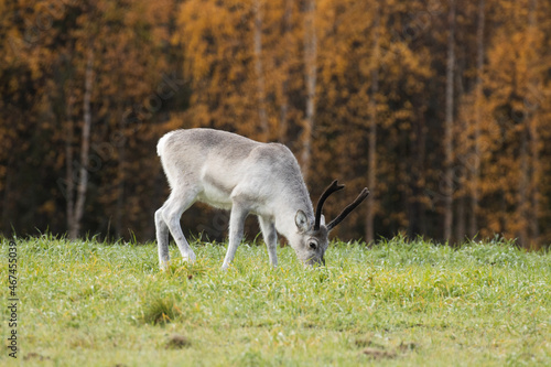 Fototapeta Naklejka Na Ścianę i Meble -  Domestic reindeer eating grass on a field on an autumn day near Kuusamo, Northern Finland