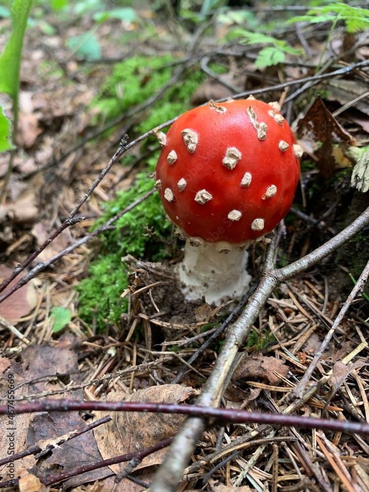 inedible red Amanita muscaria grows in the forest inedible red Amanita muscaria grows in the forest