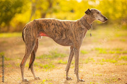 galgo espanol outside