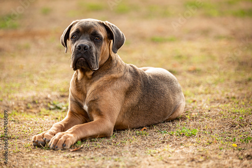 young and muscular Italian cane corso dog outside