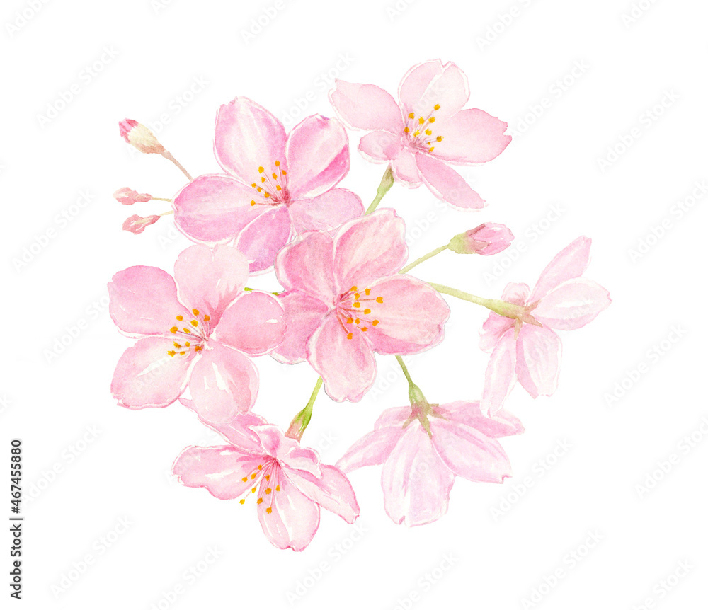桜の水彩イラスト　クローズアップ　手描きアナログ