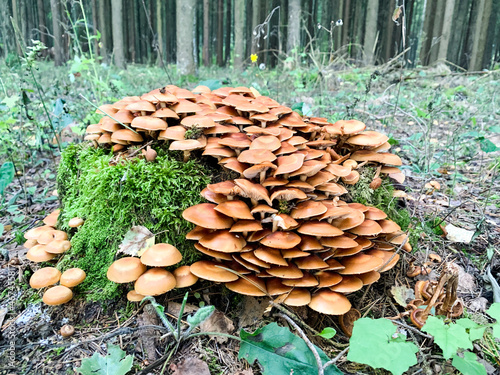 Bunch of forest mushrooms growing on old stumps and trees. Studio Photo photo