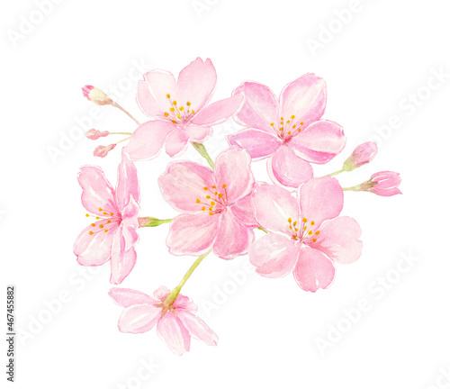 桜の水彩イラスト クローズアップ 手描きアナログ 