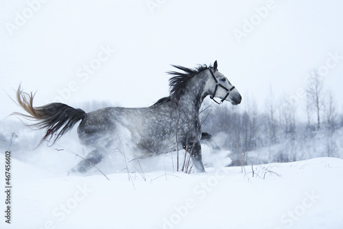 Fototapeta Naklejka Na Ścianę i Meble -  horse in snow