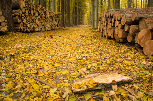 droga leśna, las w kolorach jesieni
