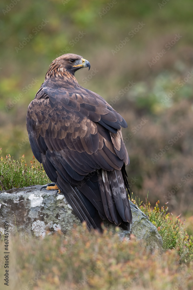 Fototapeta premium Golden Eagle (Aquila chrysaetos) perched on a large rock in heather moorland