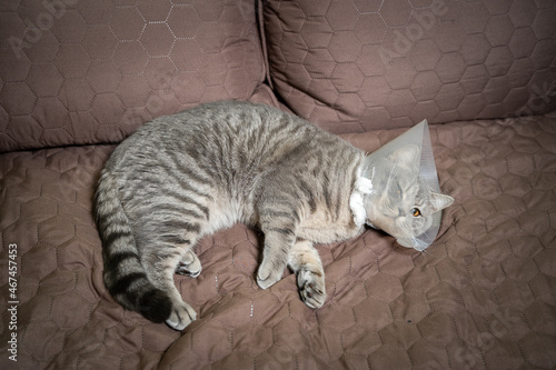 Sick gray Scottish Straight breed cat wearing pet medical collar cone Elizabethan collar to avoid licking at house. British cat after surgery at home on couch wearing protective plastic cone on head © Elizaveta