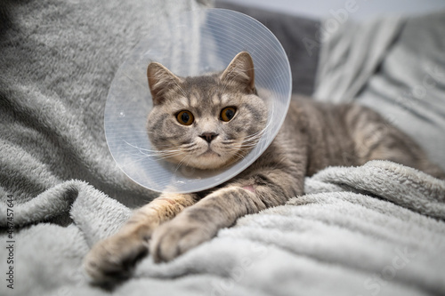 Domestic gray British Shorthair cat with orange eyes in a protective collar at home on the couch after surgery. The topic is medicine and the protection of pets. The cat is resting after castration