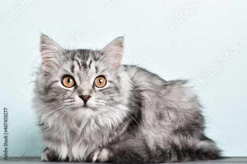 Grey striped cat. World Pet Day. copy space