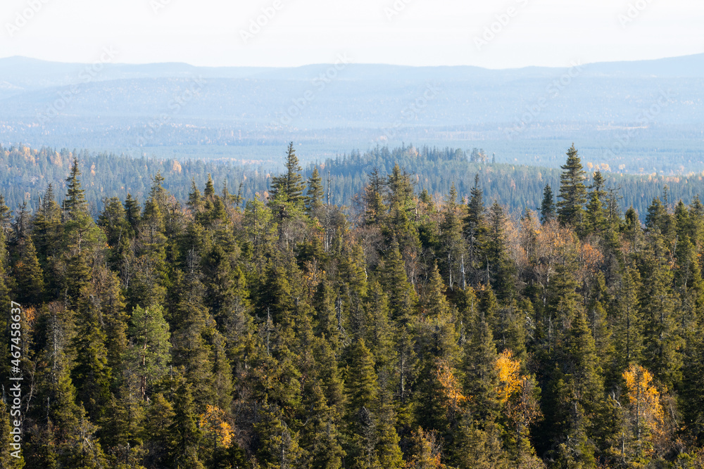 View of autumnal taiga forest with hills and mountains shot from Valtavaara hill near Kuusamo, Finnish nature, Northern Europe.	