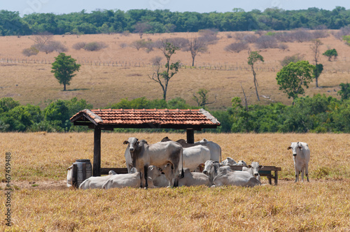 cattle hiding from the hot sun