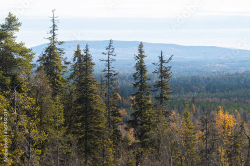 View of autumnal taiga forest with hills and mountains shot from Valtavaara hill near Kuusamo, Finnish nature, Northern Europe. 