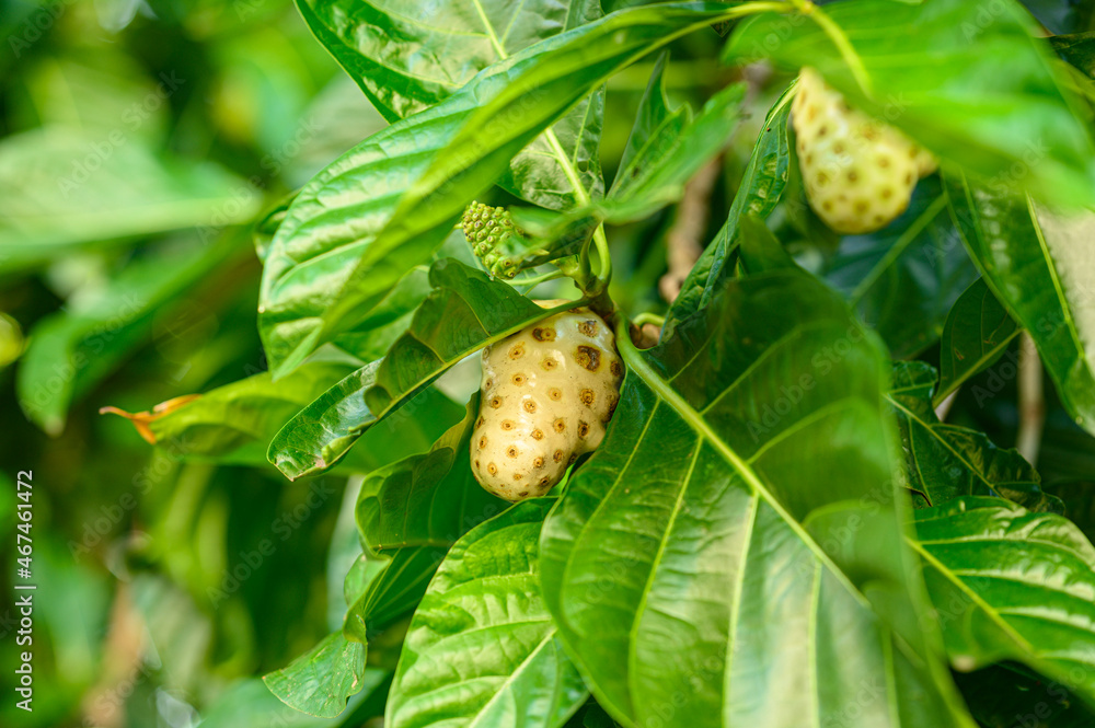 Noni fruits on jungle plant medium plan hd Noni fruits on jungle plant medium plan hd