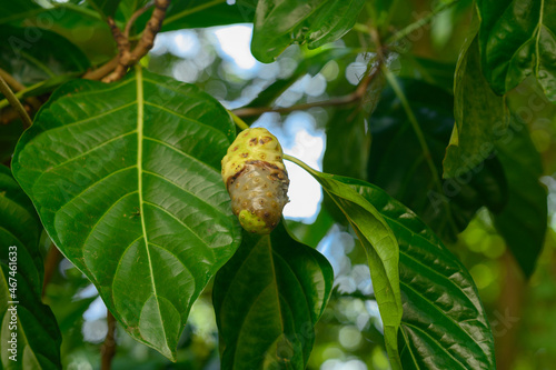 Overripe Noni fruits on shrub biodiversity planet