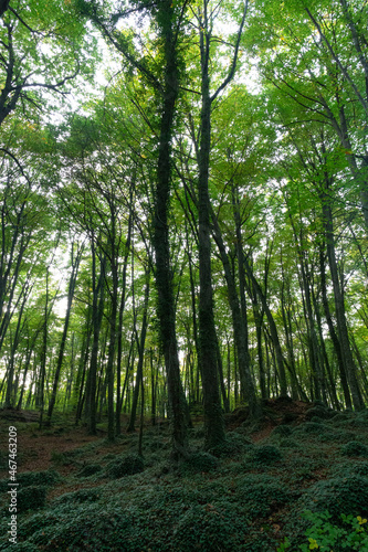 Lush beech forest in autumn