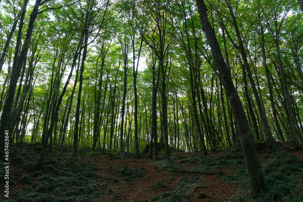 Obraz premium Lush beech forest in autumn