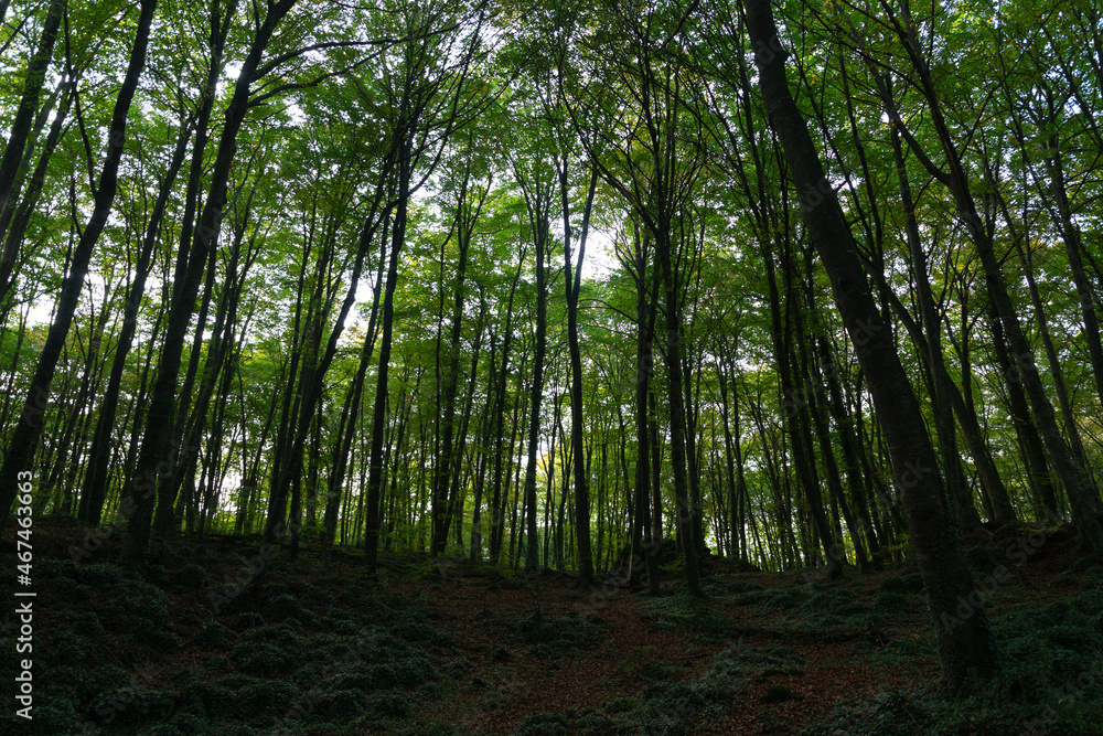 Obraz premium Lush beech forest in autumn