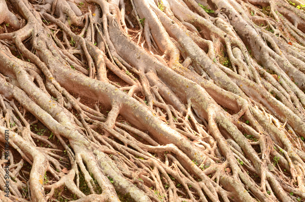 Picture details of wonderful branches and fibtoush roots of old Bodhi in sunlight Picture details of wonderful branches and fibtoush roots of old Bodhi in sunlight