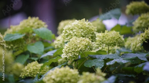 White hydrangea, also known as hortensia blooming in the garden. Slow motion, shallow depth of field, close up. 