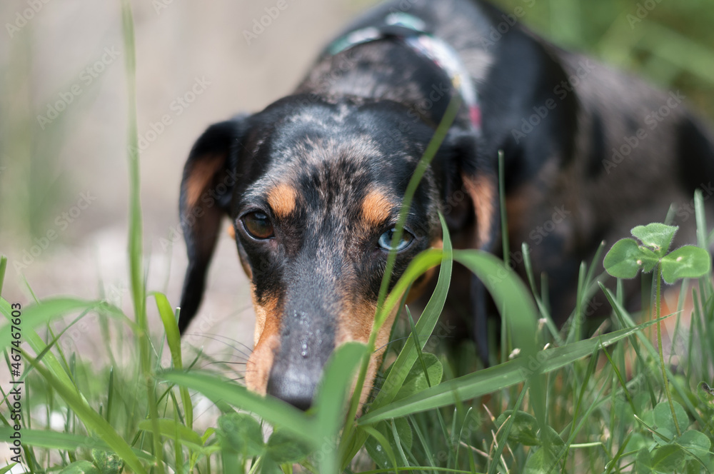spotted dog dachshund close-up in the forest