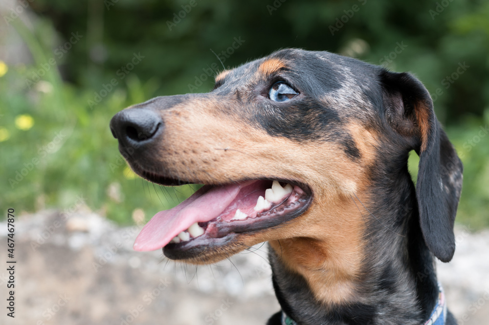 spotted dog dachshund close-up in the forest