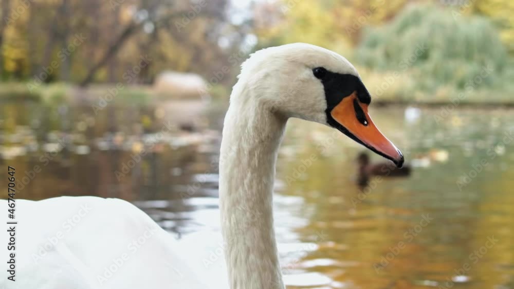White swan swimming in the lake. Close up Wild swan with white feathers and orange beak on wide lake water White swan swimming in the lake. Close up Wild swan with white feathers and orange beak on wide lake water