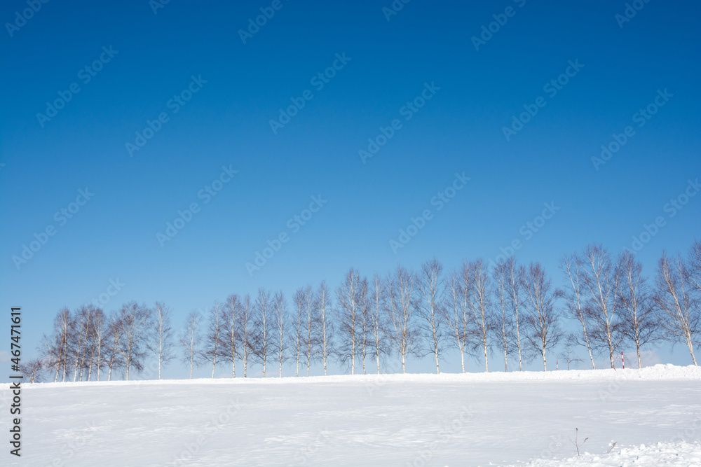 Obraz premium 雪の丘の上のシラカバ並木と青空