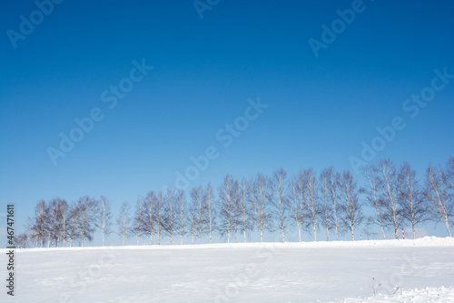 雪の丘の上のシラカバ並木と青空 