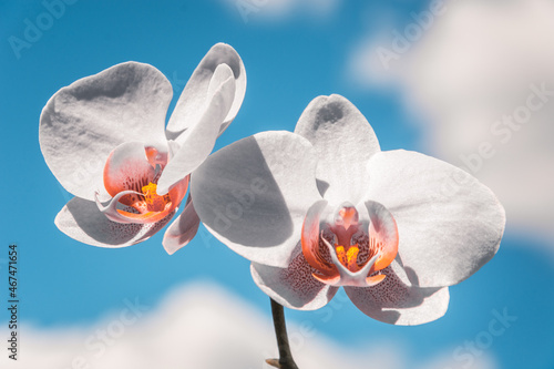 Orchids are a diverse and widespread family of flowering plants, with blooms that are often colourful and fragrant, commonly known as the orchid family. photo