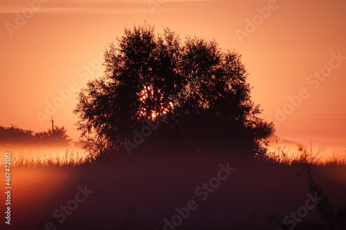 Sunrise over the field 