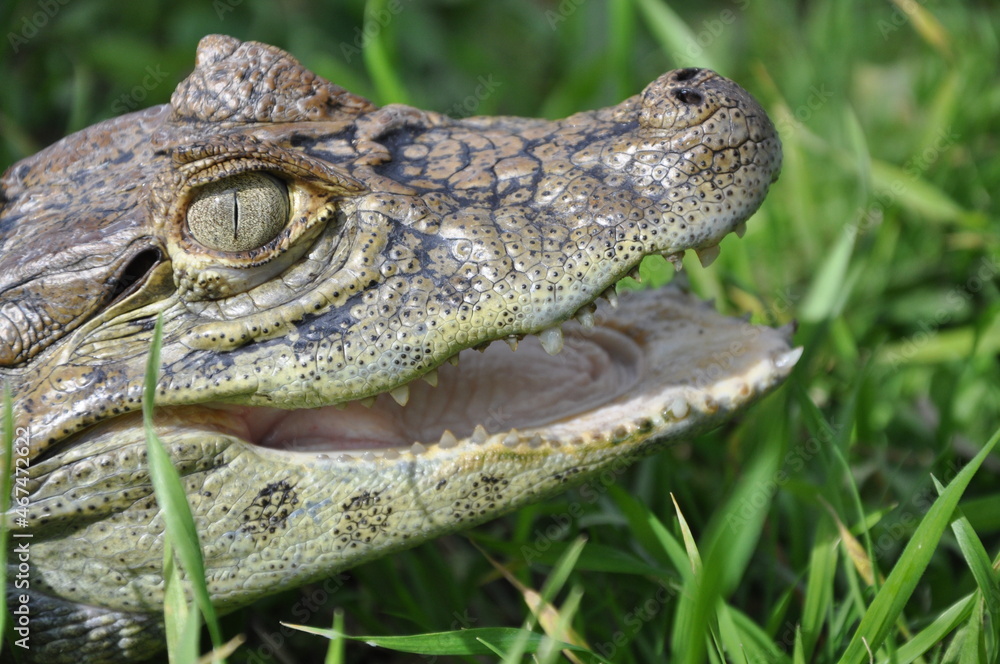 Obraz premium Yacare