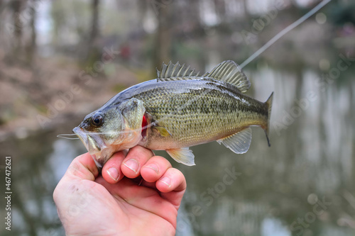Holding small bass in hand while shore fishing in urban lake.