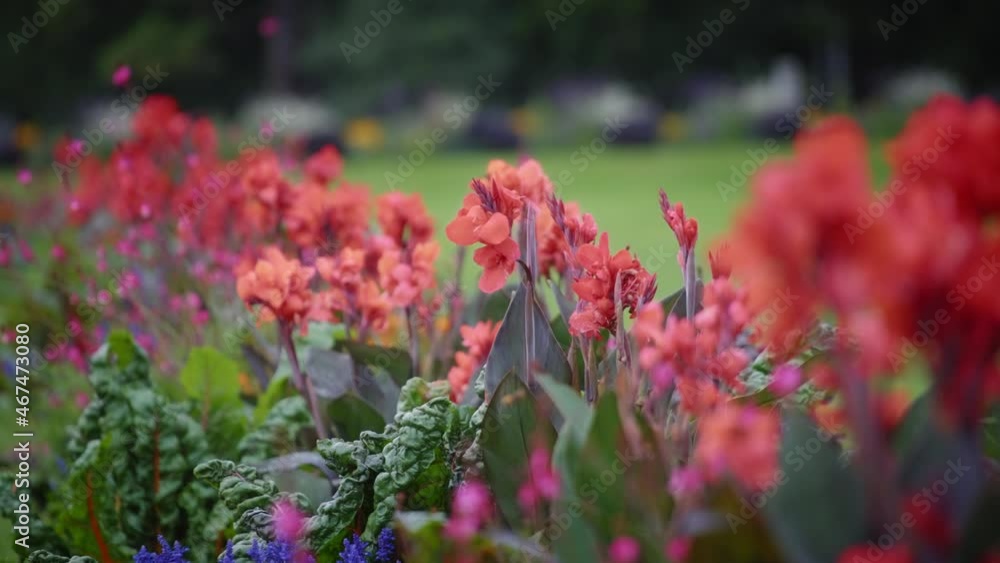 Canna lily red flowers blooming in the garden. Slow motion, shallow depth of field, close up. Canna lily red flowers blooming in the garden. Slow motion, shallow depth of field, close up.