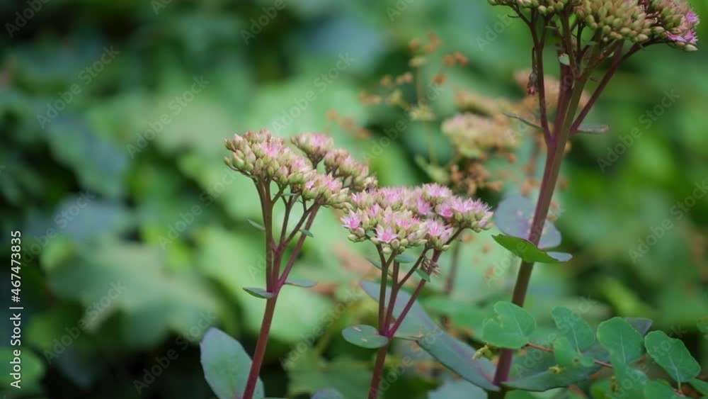 Honeybee flying around the purple milkweed flowers on green background. Slow motion, shallow depth of field. Honeybee flying around the purple milkweed flowers on green background. Slow motion, shallow depth of field.