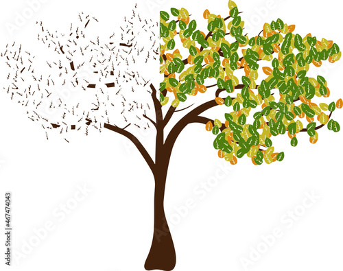 árbol mitad seco y mitad verde. contraste, fondo transparente
