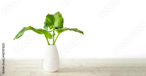 fresh green plant with big leaves in white vase on wooden floor isolated over white background. 