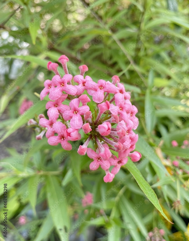 pink panama ixora flower in nature garden pink panama ixora flower in nature garden