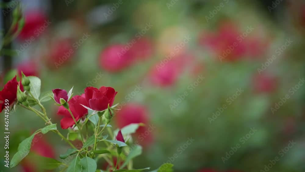 Red roses on blurred green background. Slow motion, shallow depth of field. Red roses on blurred green background. Slow motion, shallow depth of field.