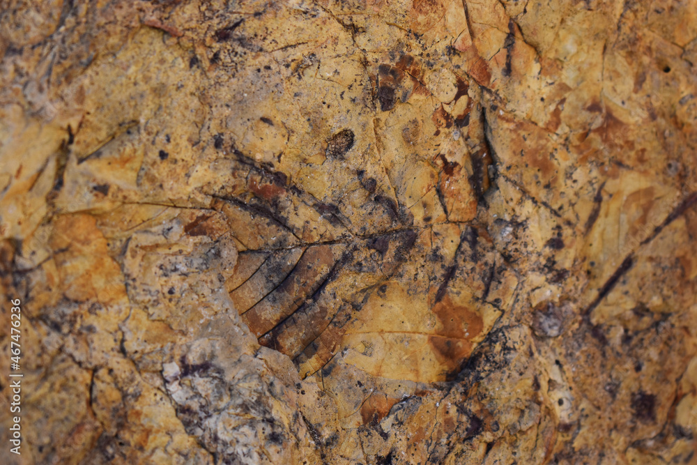 Leaf fossil Leaf fossil