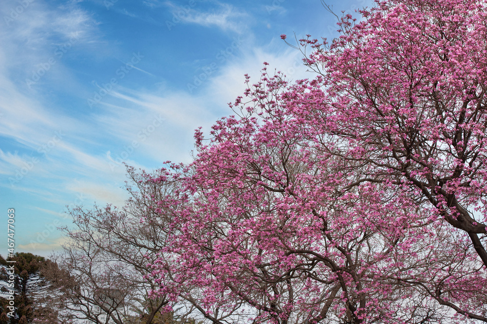 cherry blossom tree under clear blue sky photo