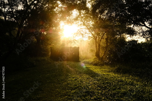 sunrise in the forest at tampines eco green photo