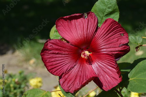 Dark red hibiscus