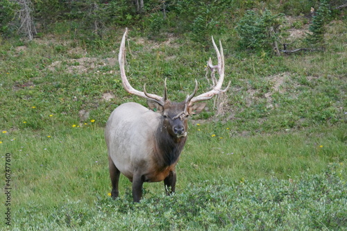 Male reindeer with large antlers facing camera